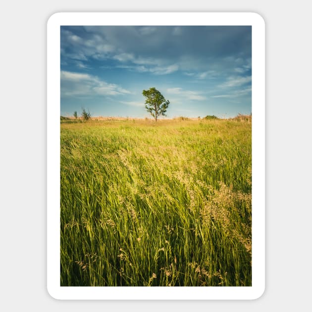 lone tree in the field Sticker by psychoshadow